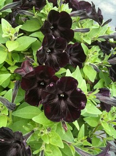 4.75T/10PETUNIA STARLT VELVET