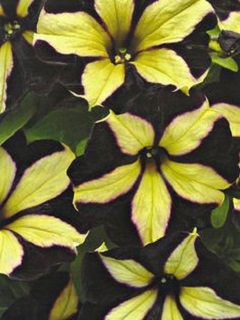 Z-4.75T/10PETUNIA CAPELLA FUCHSA