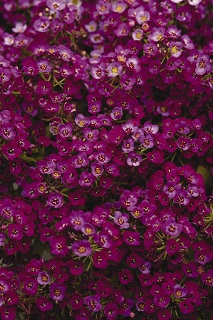 606T/36ALYSSUM PURPLESHADES