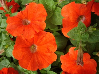 Z-4.75T/10PETUNIA CAPELLA PURPLE