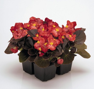 606T/36BEGONIA BRONZELEAF RED