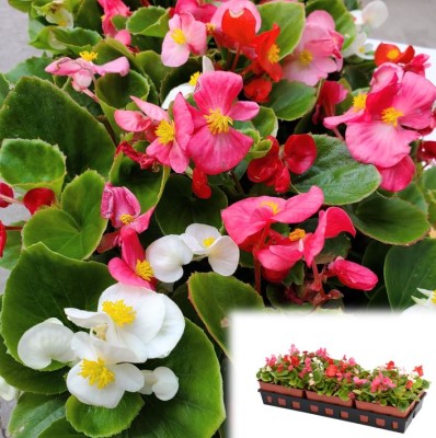 606T/36BEGONIA GREENLEAF MIX