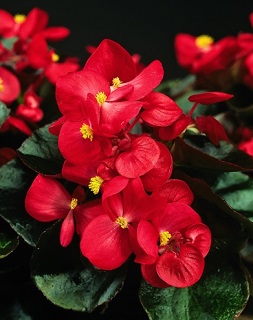 606T/36BEGONIA GREENLEAF RED