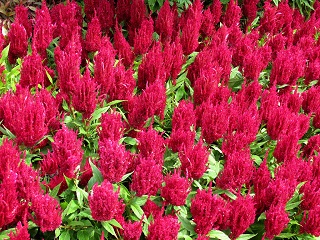 606T/36CELOSIA FLAMMA ORANGE