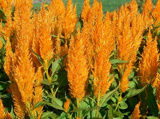 606T/36CELOSIA FLAMMA GOLDEN