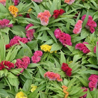 606T/36CELOSIA BRAINIAC MIX