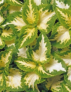 606T/36COLEUS WIZARD JADE
