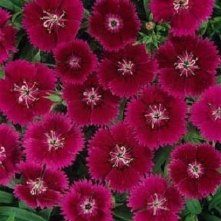 Z-606T/36GOMPHRENA QIS ORANGE