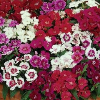 606T/36DIANTHUS DIABUNDA MIX