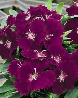 606T/36DIANTHUS DIABUNDA PRP PIC