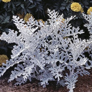 606T/36DUSTY MILLER SILVER DUST