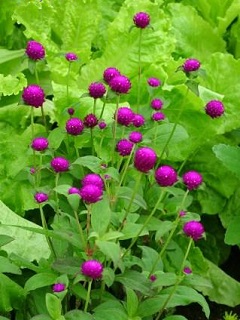 Z-606T/36GOMPHRENA QIS CARMINE