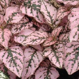 606T/36HYPOESTES ROSE