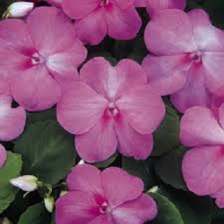 606T/36IMPATIENS BLUE PEARL