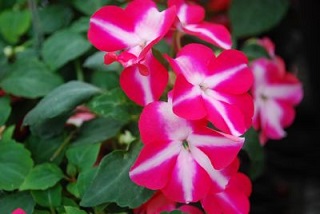 606T/36IMPATIENS CORAL