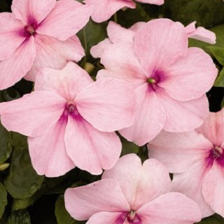 606T/36IMPATIENS LIPSTICK