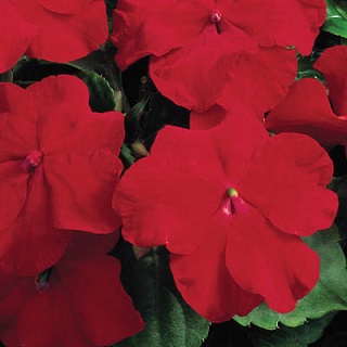 606T/36IMPATIENS RED