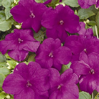 606T/36IMPATIENS VIOLET