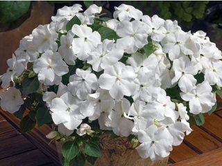 606T/36IMPATIENS WHITE