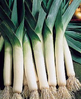 E606T/36LEEKS