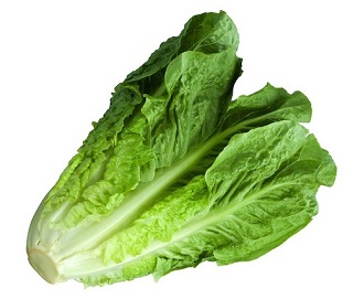 E606T/36LETTUCE ROMAINE
