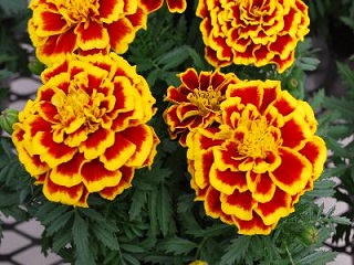 606T/36MARIGOLD DURANGO BEE