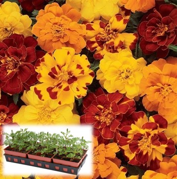 606T/36MARIGOLD DURANGO MIX