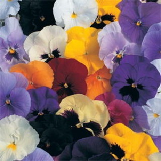 606T/36PANSY MIX