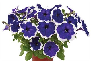 606T/36PETUNIA HULAHOOP BLUE