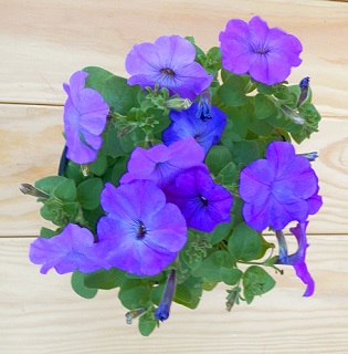 606T/36PETUNIA HURRAH LAV TIEDYE