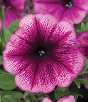 606T/36PETUNIA HURRAH PLUM