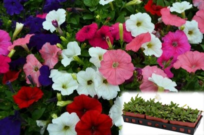 606T/36PETUNIA HURRAH MIX