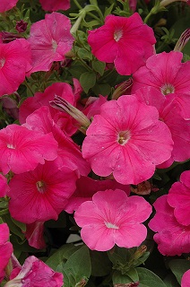 606T/36PETUNIA HURRAH PINK