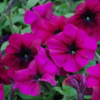 606T/36PETUNIA HURRAH VELVET