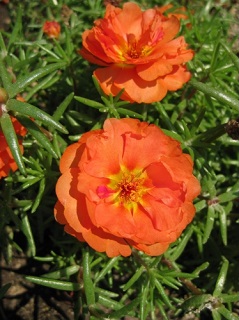 Z-606T/36PORTULACA-MOSSROSE ORNG
