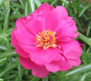 Z-606T/36PORTULACA-MOSSROSE ROSI