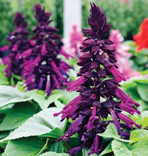 606T/36SALVIA MOJAVE PURPLE