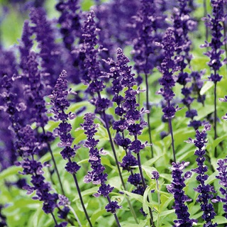 606T/36SALVIA VICTORIA BLUE