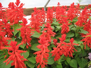 606T/36SALVIA LIGHTHOUSE RED