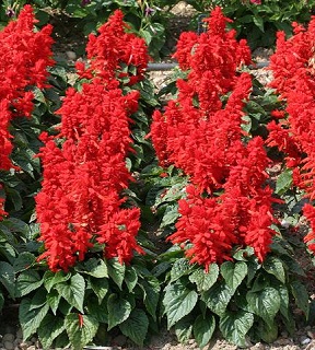 606T/36SALVIA MOJAVE RED