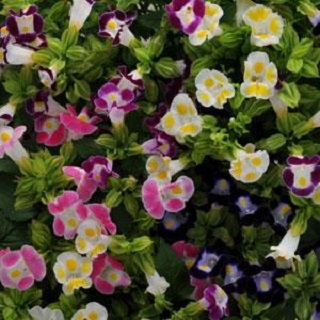 606T/36TORENIA HI-LITE MIX