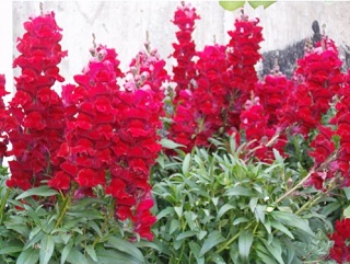 606T/36SNAPDRGN TALL CRIMSON