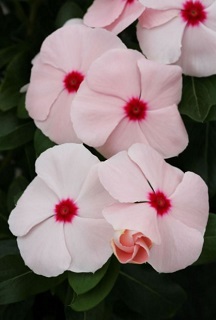 606T/36VINCA BLOCKBUSTER APRICOT