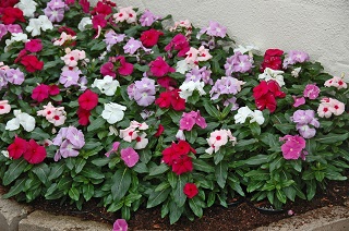 606T/36VINCA BLOCKBUSTER MIX