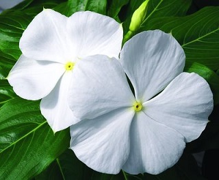 606T/36VINCA BLOCKBUSTER WHITE
