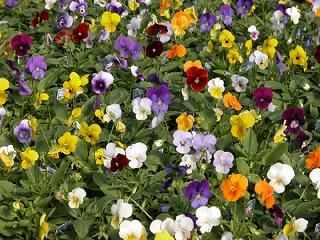 606T/36VIOLA PENNY LANE MIX