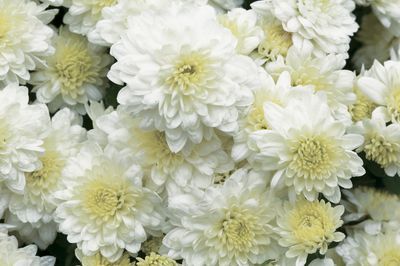 13" MUM WHITE