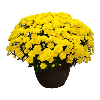 13" MUM YELLOW