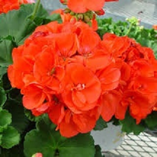 TUB12"GERANIUM MIX