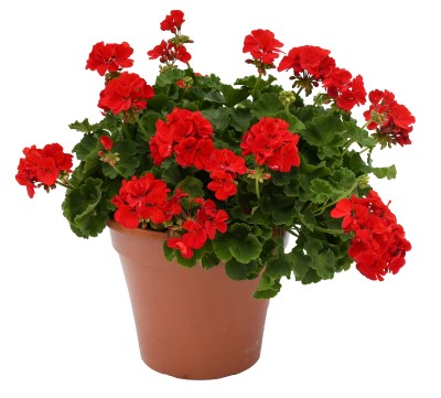 TUB12"GERANIUM RED